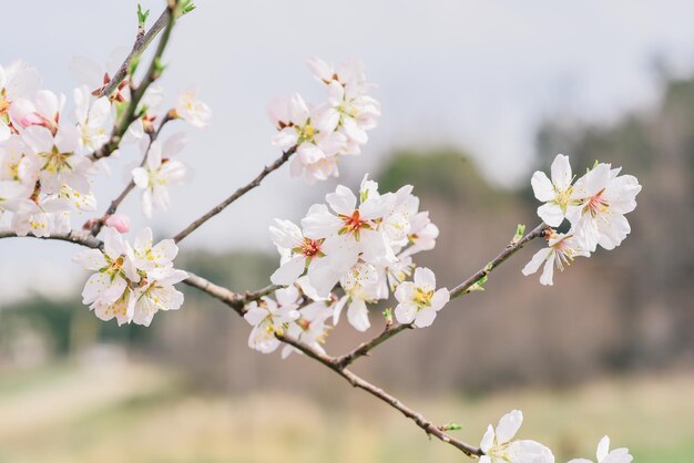 桜の文字が書かれた桜の枝