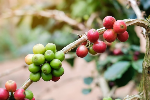 Branch of cherry Coffee, red or ripe and green bean arabica berries. 