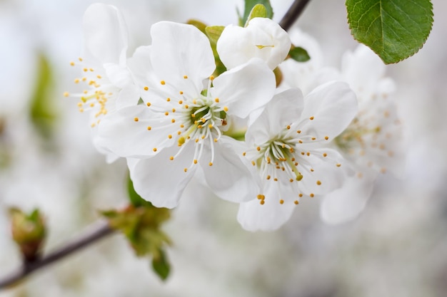 Branch of cherry tree in the period of spring flowering