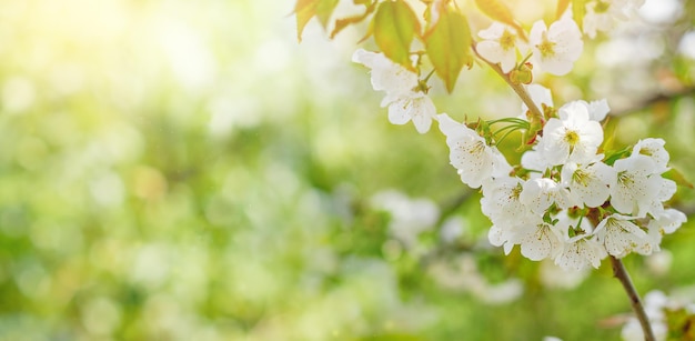 Ramo di un albero di ciliegio con fiori sfondo di primavera