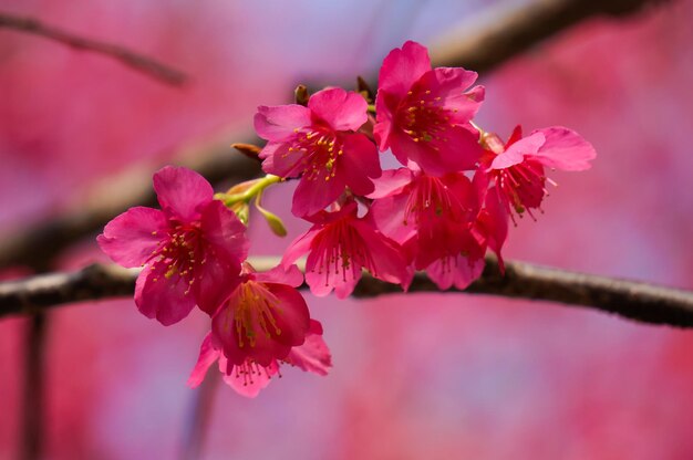 ピンクの花を持つ桜の木の枝