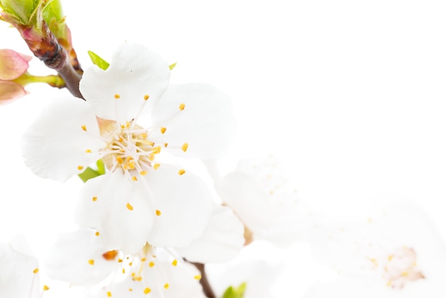 Branch of cherry white flowers isolated on white background