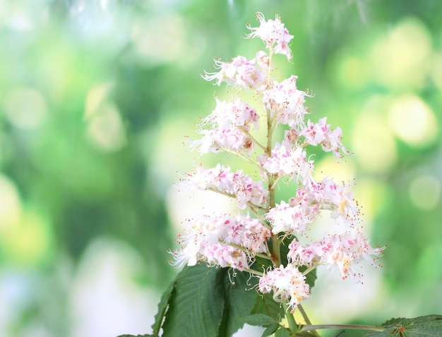 Branch of a chestnut color on bright green background closeup