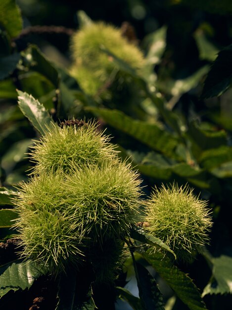 Branch of the chestnut tree with the thorny defense of its fruit