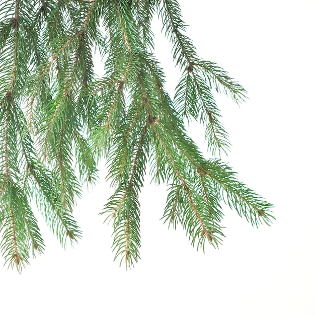 Branch of christmas fir tree isolated on white