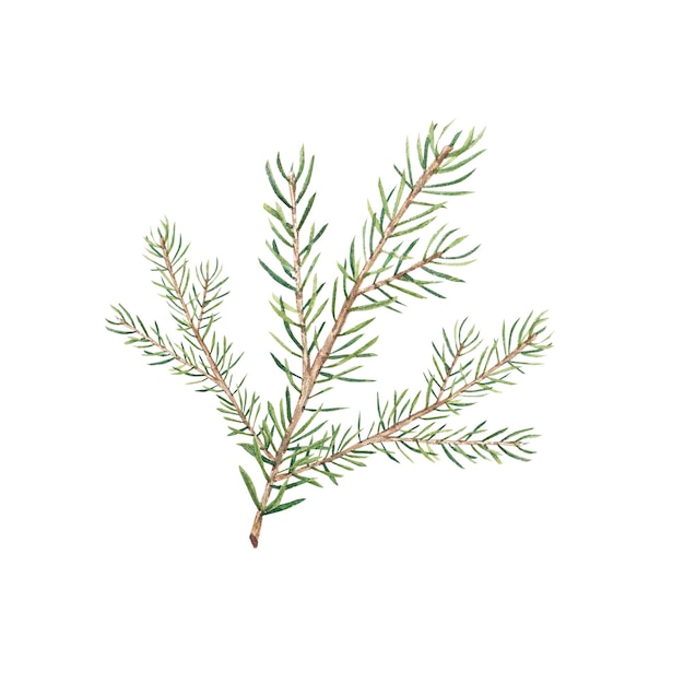 A branch of a Christmas tree on a white background Watercolor illustration of pine needles cedar