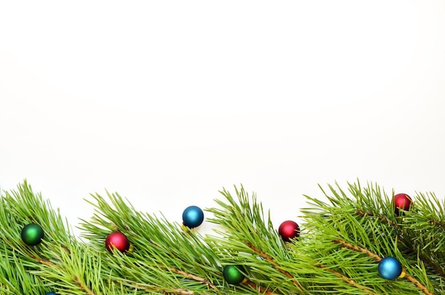 Branch of Christmas tree on white background