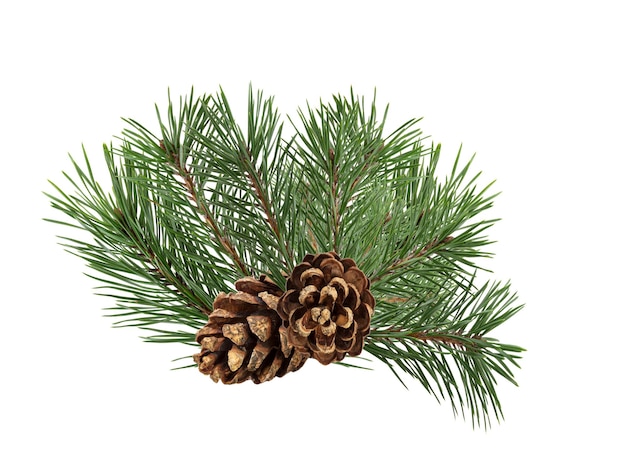 A branch of a Christmas tree with cones in isolation on a white background. High quality photo