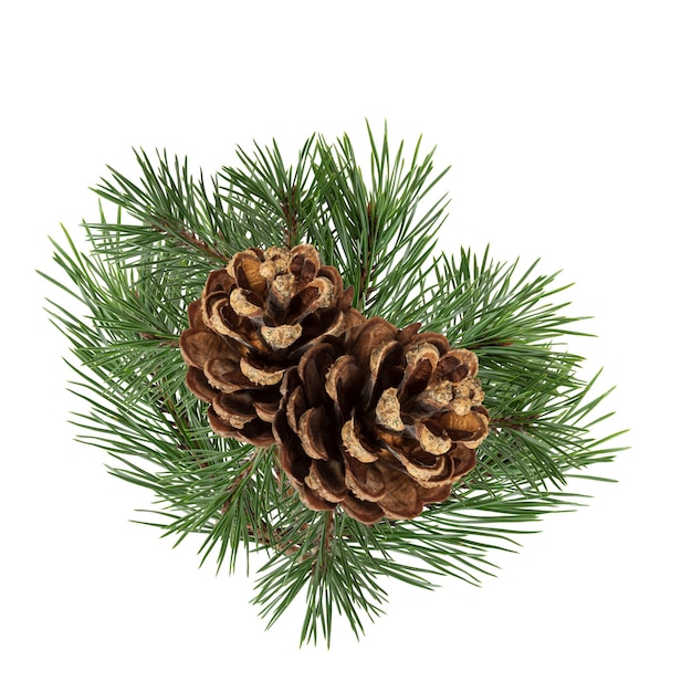 A branch of a Christmas tree with cones in isolation on a white background. High quality photo