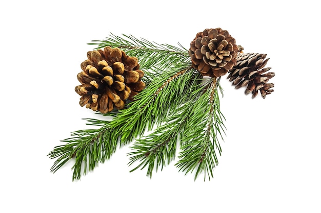 A branch of a Christmas tree with cones on a white background closeup A beautiful branch of a coniferous pine tree with fruits and cones on a white background