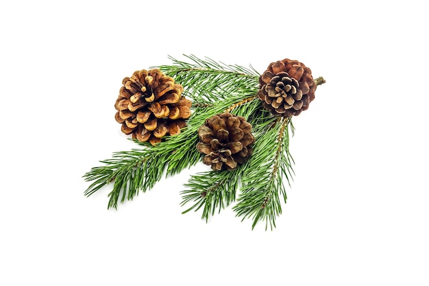 A branch of a Christmas tree with cones on a white background closeup A beautiful branch of a coniferous pine tree with fruits and cones on a white background