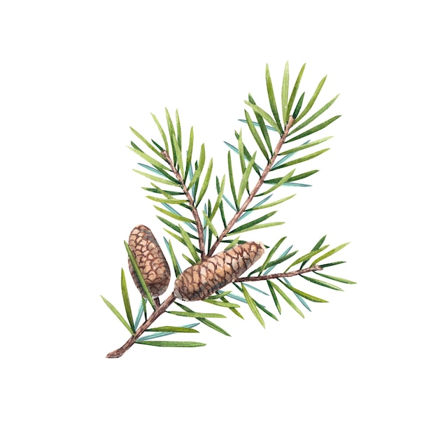 A branch of a Christmas tree with cones on a white background Watercolor illustration