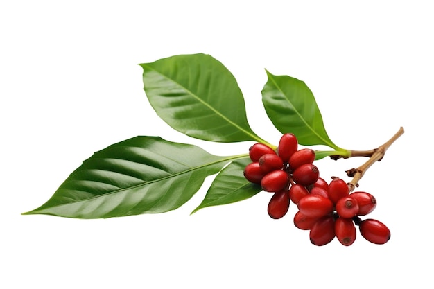 A branch of coffee beans with the leaves on it