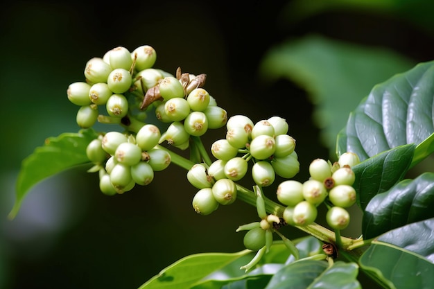 녹색 열매가 달린 커피 나무 가지.