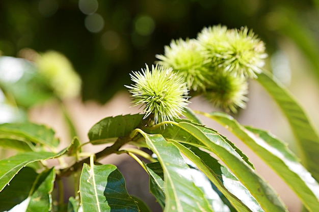 Branch of a common chestnut tree castanea sativa