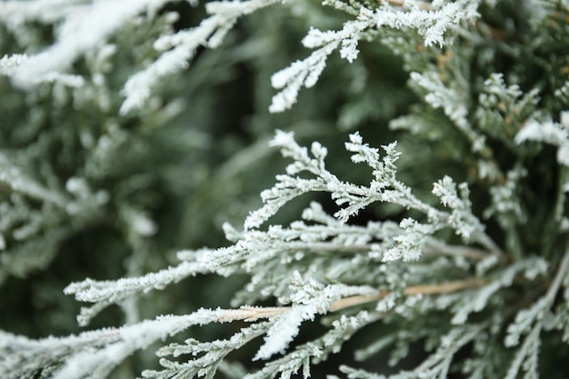 Branch of coniferous tree covered with hoarfrost outdoors on cold winter morning closeup