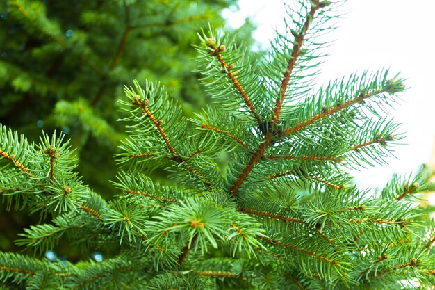 Branch of a coniferous tree