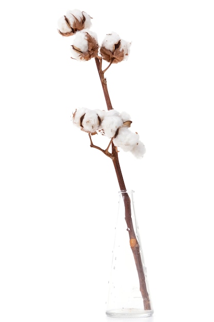 Ramo di cotone da vicino su sfondo bianco floreale concept