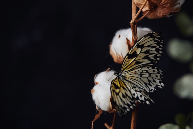 Branch of cotton plant isolated on the black background. a beautiful butterfly sits on a flower