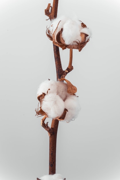 Branch of cotton plant on soft light background. High quality photo