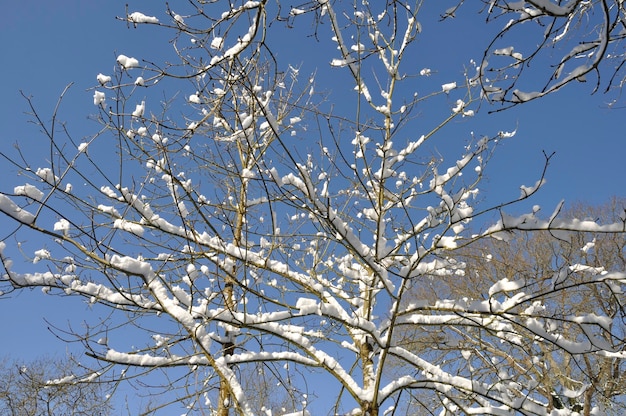 A branch covered in snow