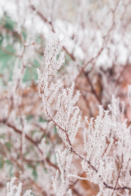 Branch covered with snow and frost