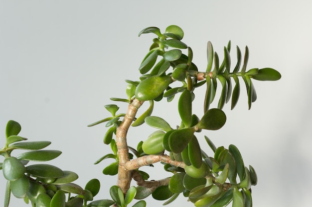 Branch of crassula ovata bent down of growth and softness on the white background