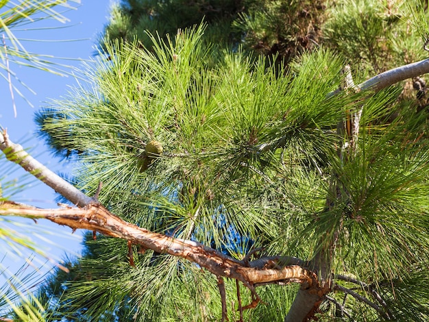 Branch of Crimean Pine Pinus Nigra Pallasiana