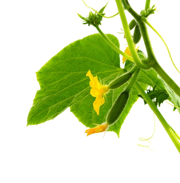 Branch of cucumbers on white