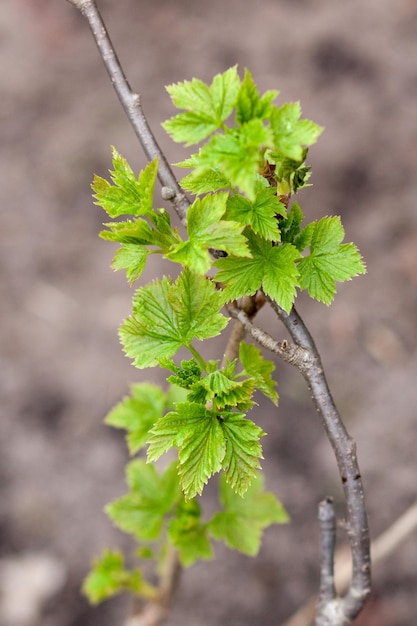 Foto ramo di ribes con giovani foglie verdi foto della vista dall'alto della natura