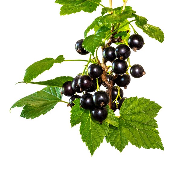 Photo branch of currants with fruits and leaves on a white isolated background_