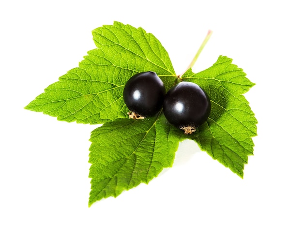 Branch of currants with fruits and leaves on a white isolated background_