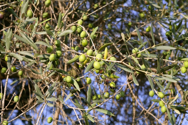 Foto dettagli del ramo con olive in crescita