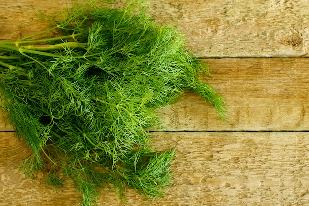 Branch of dill