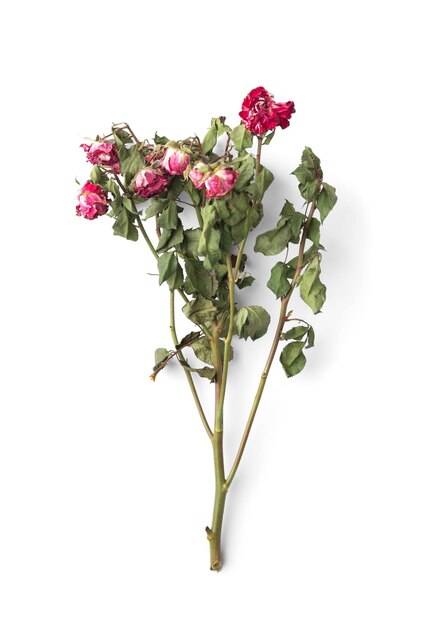 Branch of dry pink roses on a white background top view