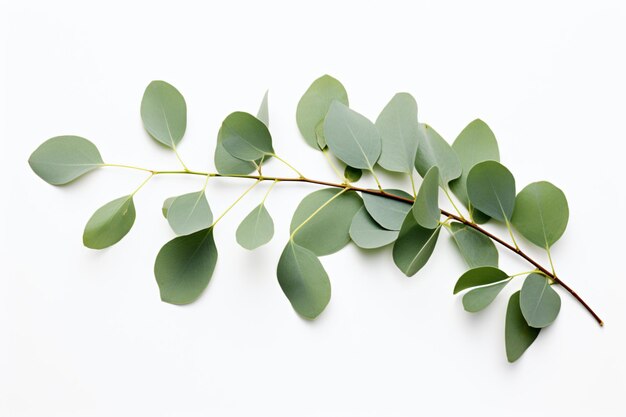 a branch of eucalyptus leaves on a white surface