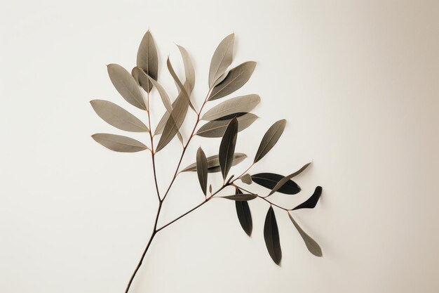 A branch of eucalyptus with leaves on it