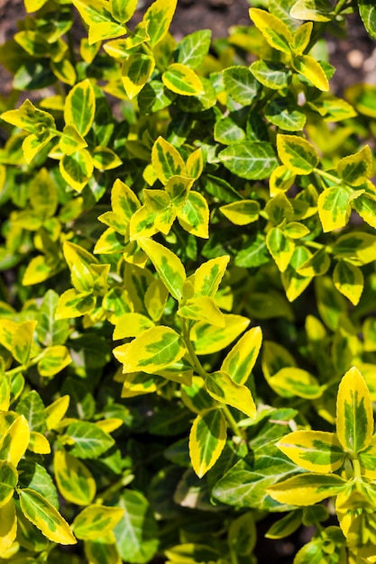 Ветка Euonymus удачи оставляет