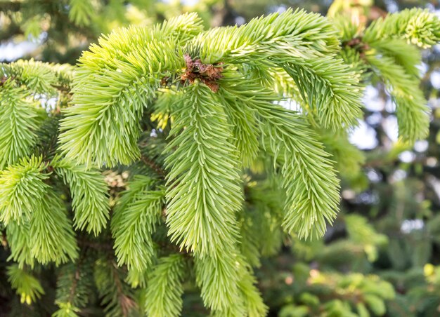 Branch of evergreen tree Close up