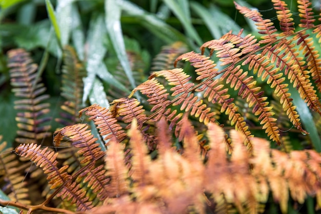 A branch of fern in the colors of autumn, some spider threads and, in the background, grass covered with dew