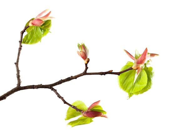 Branch and a few green leaves blossoming on a linden tree