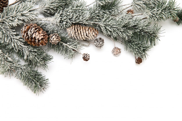 Branch of fir-tree and cone on a white background closeup