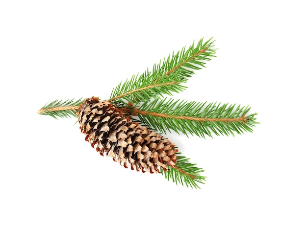 Branch of fir tree and cone on white background
