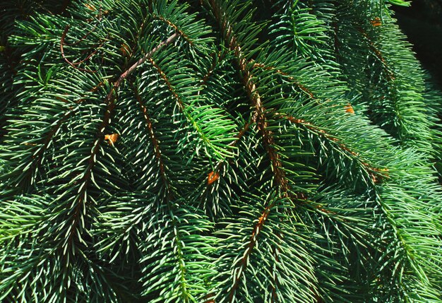 Branch of fir tree in detail background