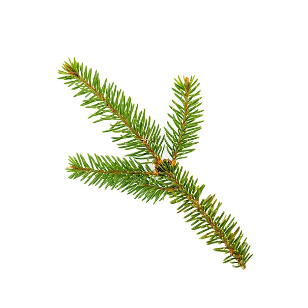 Branch of fir tree on white background