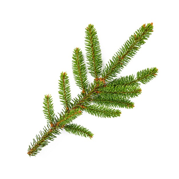 Photo branch of fir tree on white background