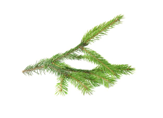 Branch of fir tree on white background