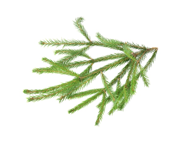 Branch of fir tree on white surface