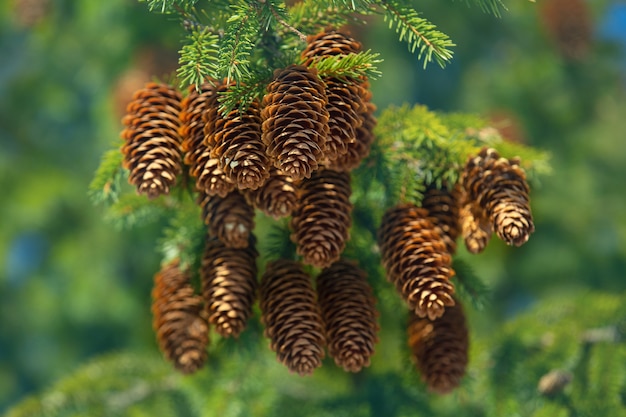 Photo a branch of a fir tree with cones