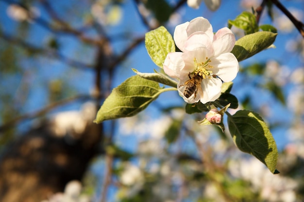 Branch of a flowering apple tree with bee collecting nectar from white flower